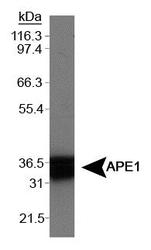 APEX1 / APE1 Antibody - APE1 Antibody - Western blot in HeLa whole cell extract.  This image was taken for the unconjugated form of this product. Other forms have not been tested.