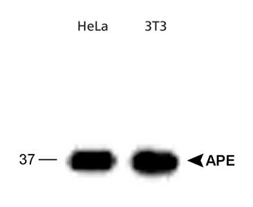 APEX1 / APE1 Antibody - Western analysis of APE-ref-1 in HeLa and 3T3 cell lysates.  This image was taken for the unconjugated form of this product. Other forms have not been tested.