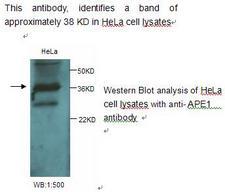 APEX1 / APE1 Antibody