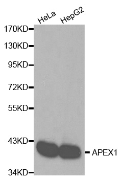 APEX1 / APE1 Antibody - Western blot analysis of extracts of HeLa cell and HepG2 cells.