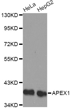 APEX1 / APE1 Antibody - Western blot analysis of extracts of various cell lines, using APEX1 antibody . The secondary antibody used was an HRP Goat Anti-Rabbit IgG (H+L) at 1:10000 dilution. Lysates were loaded 25ug per lane and 3% nonfat dry milk in TBST was used for blocking.