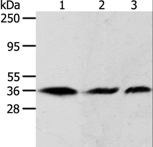 APEX1 / APE1 Antibody - Western blot analysis of HeLa, 293T and A431 cell, using APEX1 Polyclonal Antibody at dilution of 1:450.