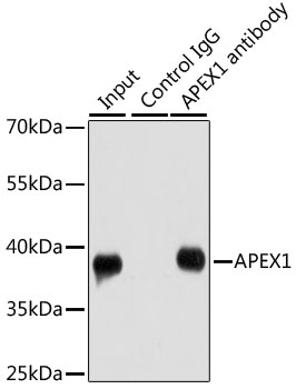 APEX1 / APE1 Antibody - Immunoprecipitation analysis of 200ug extracts of HeLa cells using 1ug APEX1 antibody. Western blot was performed from the immunoprecipitate using APEX1 antibody at a dilition of 1:1000.