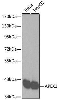 APEX1 / APE1 Antibody - Western blot analysis of extracts of various cell lines, using APEX1 antibody. The secondary antibody used was an HRP Goat Anti-Rabbit IgG (H+L) at 1:10000 dilution. Lysates were loaded 25ug per lane and 3% nonfat dry milk in TBST was used for blocking.