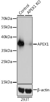 APEX1 / APE1 Antibody - Western blot analysis of extracts from normal (control) and APEX1 knockout (KO) 293T cells, using APEX1 antibody at 1:3000 dilution. The secondary antibody used was an HRP Goat Anti-Rabbit IgG (H+L) at 1:10000 dilution. Lysates were loaded 25ug per lane and 3% nonfat dry milk in TBST was used for blocking. An ECL Kit was used for detection and the exposure time was 1s.