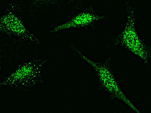 APEX1 / APE1 Antibody - Immunofluorescence staining of Apex1 in Hela cells. Cells were fixed with 4% PFA, permeabilzed with 0.3% Triton X-100 in PBS, blocked with 10% serum, and incubated with rabbit anti-MOUSE Apex1 polyclonal antibody (dilution ratio: 1:1000) at 4°C overnight. Then cells were stained with the Alexa Fluor 488-conjugated Goat Anti-rabbit IgG secondary antibody (green). Positive staining was localized to cytoplasm and nucleus.