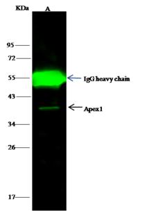 APEX1 / APE1 Antibody - Apex1 was immunoprecipitated using: Lane A: 0.5 mg Hela Whole Cell Lysate. 4 uL anti-Apex1 rabbit polyclonal antibody and 15 ul of 50% Protein G agarose. Primary antibody: Anti-Apex1 rabbit polyclonal antibody, at 1:100 dilution. Secondary antibody: Dylight 800-labeled antibody to rabbit IgG (H+L), at 1:5000 dilution. Developed using the odssey technique. Performed under reducing conditions. Predicted band size: 35 kDa. Observed band size: 39 kDa.
