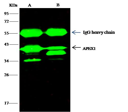 APEX1 / APE1 Antibody - APEX1 was immunoprecipitated using: Lane A: 0.5 mg Hela Whole Cell Lysate. Lane B: 0.5 mg HepG2 Whole Cell Lysate. 4 uL anti-APEX1 rabbit polyclonal antibody and 15 ul of 50% Protein G agarose. Primary antibody: Anti-APEX1 rabbit polyclonal antibody, at 1:100 dilution. Secondary antibody: Dylight 800-labeled antibody to rabbit IgG (H+L), at 1:5000 dilution. Developed using the odssey technique. Performed under reducing conditions. Predicted band size: 36 kDa. Observed band size: 36 kDa.