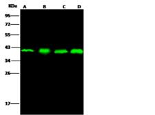 APEX1 / APE1 Antibody - Anti-APEX1 rabbit polyclonal antibody at 1:500 dilution. Lane A: A431 Whole Cell Lysate. Lane B: HepG2 Whole Cell Lysate. Lane C: HeLa Whole Cell Lysate. Lane D: Raji Whole Cell Lysate. Lysates/proteins at 30 ug per lane. Secondary: Goat Anti-Rabbit IgG H&L (Dylight 800) at 1/10000 dilution. Developed using the Odyssey technique. Performed under reducing conditions. Predicted band size: 36 kDa. Observed band size: 39 kDa.