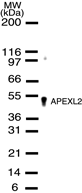 APEX2 Antibody - Western blot of APEXL2 in HeLa cell lysates using antibody at a dilution of 1:500.