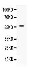 APEX2 Antibody - Western blot - Anti-APEX2/Ape2 Picoband Antibody