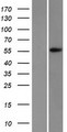 APEX2 Protein - Western validation with an anti-DDK antibody * L: Control HEK293 lysate R: Over-expression lysate