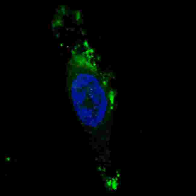 APG12 / ATG12 Antibody - Fluorescent image of U251 cells stained with ATG12 antibody. U251 cells were treated with Chloroquine (50 mu M,16h), then fixed with 4% PFA (20 min), permeabilized with Triton X-100 (0.2%, 30 min). Cells were then incubated ATG12 primary antibody (1:200, 2 h at room temperature). For secondary antibody, Alexa Fluor 488 conjugated donkey anti-rabbit antibody (green) was used (1:1000, 1h). Nuclei were counterstained with Hoechst 33342 (blue) (10 ug/ml, 5 min). ATG12 immunoreactivity is localized to autophagic vacuoles in the cytoplasm of U251 cells.