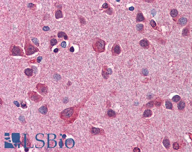 APG12 / ATG12 Antibody - Anti-ATG12 antibody IHC of human brain, cortex. Immunohistochemistry of formalin-fixed, paraffin-embedded tissue after heat-induced antigen retrieval. Antibody concentration 2.5 ug/ml.  This image was taken for the unconjugated form of this product. Other forms have not been tested.