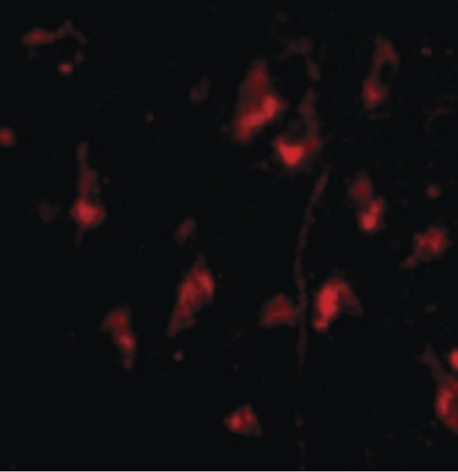 APG12 / ATG12 Antibody - Immunofluorescence of ATG12 in Human Brain cells with ATG12 antibody at 20 ug/ml.