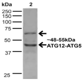 APG12 / ATG12 Antibody - Detection of Atg5-Atg12 in 20ug of HeLa cell lysate.