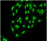 APG12 / ATG12 Antibody - Detection of Atg12 in formaldehyde-fixed HeLa cells.