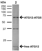 APG12 / ATG12 Antibody - Detection of Atg12 and Atg5- Atg12 in 20ug of HeLa cell lysate.