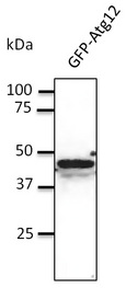 APG12 / ATG12 Antibody - Western blot. Anti-Atg12 antibody at 1:500 dilution. 293HEK cells transfected with GFP-Atg12. Lysate at 100 ug per lane. Rabbit polyclonal to goat IgG (HRP) at 1:10000 dilution.