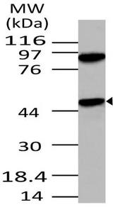 APG4B / ATG4B Antibody - Fig-1: Western blot analysis of APG4B. Anti- APG4B antibody was used at 4 µg/ml on 293 lysate.