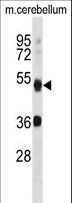 APG4B / ATG4B Antibody - APG4B Antibody (R31) western blot of mouse cerebellum tissue lysates (35 ug/lane). The APG4B antibody detected the APG4B protein (arrow).