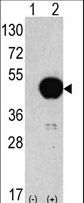 APG4B / ATG4B Antibody - Western blot of anti-hAPG4B-373 antibody in 293 cell line lysates transiently transfected with the ATG4B gene (2 ug/lane). hAPG4B-373(arrow) was detected using the purified antibody.