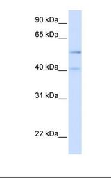 APG4B / ATG4B Antibody - Placenta lysate. Antibody concentration: 1.0 ug/ml. Gel concentration: 12%.  This image was taken for the unconjugated form of this product. Other forms have not been tested.