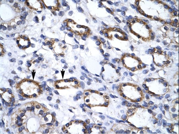 APG4B / ATG4B Antibody - ATG4B antibody ARP34434_P050-NP_037457-APG4B Antibody was used in IHC to stain formalin-fixed, paraffin-embedded human kidney.  This image was taken for the unconjugated form of this product. Other forms have not been tested.