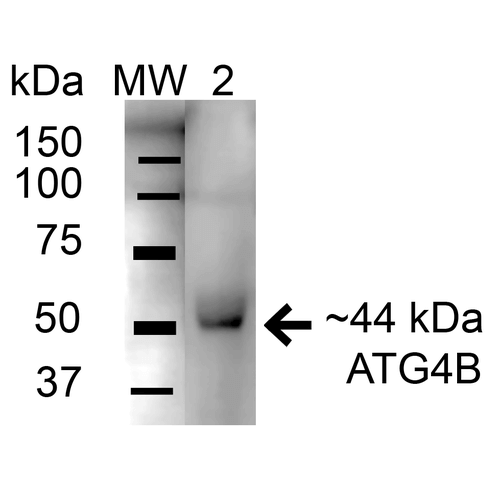 APG4B / ATG4B Antibody - Western blot analysis of Mouse Brain cell lysates showing detection of 44.3 kDa ATG4B protein using Rabbit Anti-ATG4B Polyclonal Antibody. Lane 1: Molecular Weight Ladder (MW). Lane 2: Mouse Brain cell lysates. Load: 15 µg. Block: 5% Skim Milk in 1X TBST. Primary Antibody: Rabbit Anti-ATG4B Polyclonal Antibody  at 1:1000 for 1 hour at RT. Secondary Antibody: Goat Anti-Rabbit HRP at 1:2000 for 60 min at RT. Color Development: ECL solution for 6 min in RT. Predicted/Observed Size: 44.3 kDa.