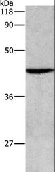 APG4B / ATG4B Antibody - Western blot analysis of HeLa cell, using APG4B Polyclonal Antibody at dilution of 1:500.