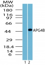 APG4B / ATG4B Antibody - Western blot of APG4B in Jurkat cell lysate. Lane 1 shows pre-immune sera (1:5000) and lane 2 shows antibody at 3 ug/ml.