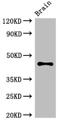 APG4B / ATG4B Antibody - Positive WB detected in:Mouse brain tissue;All lanes:ATG4B antibody at 3.4?g/ml;Secondary;Goat polyclonal to rabbit IgG at 1/50000 dilution;Predicted band size: 45,53,32,38,43 KDa;Observed band size: 45 KDa;