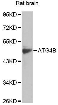 APG4B / ATG4B Antibody - Western blot analysis of extracts of rat brain, using ATG4B antibody at 1:1000 dilution. The secondary antibody used was an HRP Goat Anti-Rabbit IgG (H+L) at 1:10000 dilution. Lysates were loaded 25ug per lane and 3% nonfat dry milk in TBST was used for blocking. An ECL Kit was used for detection and the exposure time was 60s.
