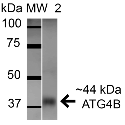 APG4B / ATG4B Antibody - Western blot analysis of Mouse Brain cell lysates showing detection of ATG4B protein using Rabbit Anti-ATG4B Polyclonal Antibody. Lane 1: Molecular Weight Ladder (MW). Lane 2: Mouse Brain cell lysates. Load: 15 µg. Block: 5% Skim Milk in 1X TBST. Primary Antibody: Rabbit Anti-ATG4B Polyclonal Antibody  at 1:1000 for 1 hour at RT. Secondary Antibody: Goat Anti-Rabbit HRP at 1:2000 for 60 min at RT. Color Development: ECL solution for 6 min in RT. Other Band(s): Band appears at ~40 kDa.