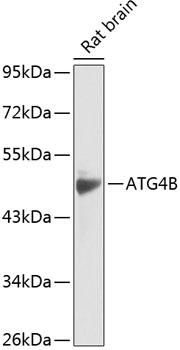 APG4B / ATG4B Antibody - Western blot analysis of extracts of rat brain using ATG4B Polyclonal Antibody at dilution of 1:1000.