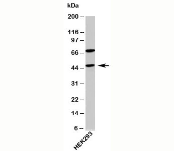 APG4B / ATG4B Antibody - ATG4B antibody western blot of human samples