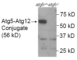APG5 / ATG5 Antibody - Detection of ATG5 in mouse wild type ES cell lysate (Lane 1). Lane 2 is a mouse ATG5 KO ES cell lysate (negative control).  This image was taken for the unconjugated form of this product. Other forms have not been tested.