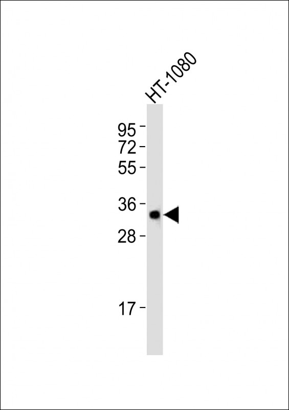 APG5 / ATG5 Antibody - Anti- (DANRE) atg5 Antibody at 1:1000 dilution + HT-1080 whole cell lysates Lysates/proteins at 20 ug per lane. Secondary Goat Anti-Rabbit IgG, (H+L), Peroxidase conjugated at 1/10000 dilution Predicted band size : 32 kDa Blocking/Dilution buffer: 5% NFDM/TBST.