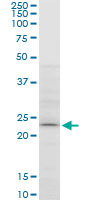 APG5 / ATG5 Antibody - ATG5 monoclonal antibody (M05), clone 1E7. Western blot of ATG5 expression in Raw 264.7.