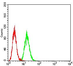 APG5 / ATG5 Antibody - Flow cytometric analysis of Hela cells using ATG5 mouse mAb (green) and negative control (red).