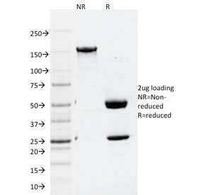 APG5 / ATG5 Antibody - SDS-PAGE analysis of purified, BSA-free ATG5 antibody (clone ATG5/2101) as confirmation of integrity and purity.