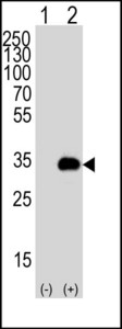 APG5 / ATG5 Antibody - Western blot of APG5 (arrow) using rabbit polyclonal APG5 Antibody. 293T cell lysates either nontransfected (Lane 1) or transiently transfected (Lane 2) with the APG5 gene.