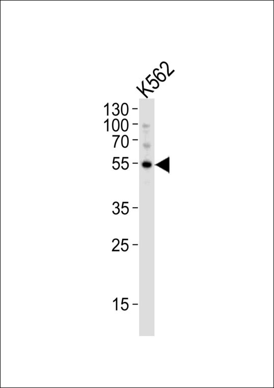 APG5 / ATG5 Antibody - Western blot of lysate from K562 cell line, using APG5 Antibody. Antibody was diluted at 1:1000. A goat anti-rabbit IgG H&L (HRP) at 1:10000 dilution was used as the secondary antibody. Lysate at 20ug.