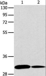 APG5 / ATG5 Antibody - Western blot analysis of NIH/3T3 and A172 cell, using ATG5 Polyclonal Antibody at dilution of 1:475.