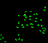 APG5 / ATG5 Antibody - Detection of Atg5 in formaldehyde-fixed HeLa cells.