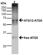 APG5 / ATG5 Antibody - Detection of Atg5 in 20ug of HeLa cell lysate.