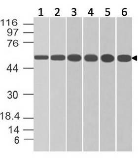 APG5 / ATG5 Antibody - Fig-1: Western blot analysis of ATG5. Anti-ATG5 antibody was used at 4 µg/ml on (1) 3T3 (2) PANC-1, (3) A431, (4) K562, (5) PC3 and (6) HCT-116 lysates.