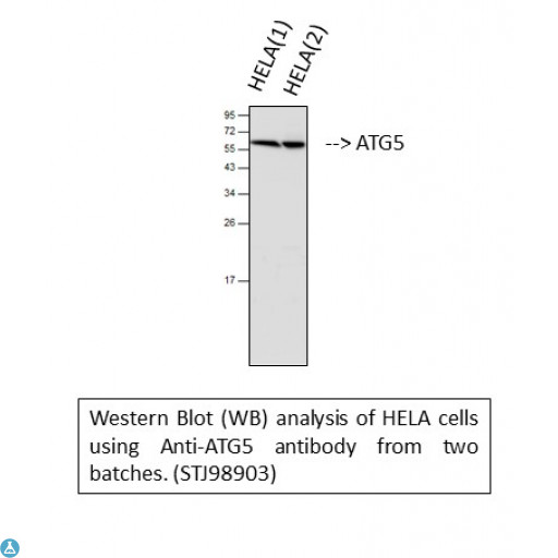 APG5 / ATG5 Antibody - Western blot (WB) analysis of Anti-ATG5 antibody.