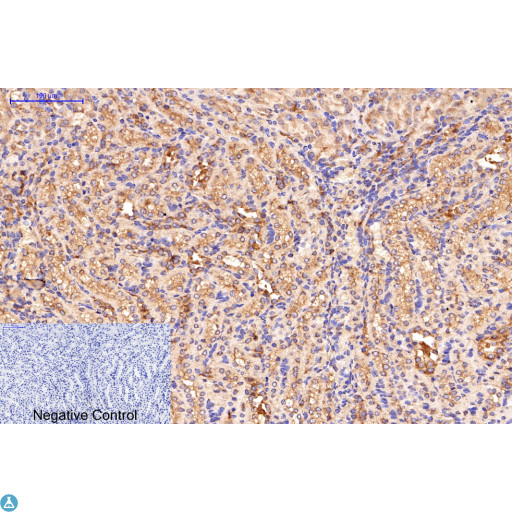 APG5 / ATG5 Antibody - Immunohistochemical analysis of mouse kidney tissue. Anti-ATG5 at 1:200 (4°C, overnight). Antigen retrieval - Sodium Citrate pH6 (>98°C, 20min). Secondary - 1:200 (room temp, 30min). Negative control - Secondary only
