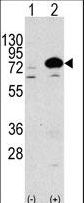Apg7 / ATG7 Antibody - Western blot of anti-Autophagy APG7L Antibody in 293 cell line lysates transiently transfected with the ATG7 gene (3 ug/lane). APG7L (arrow) was detected using the purified antibody.